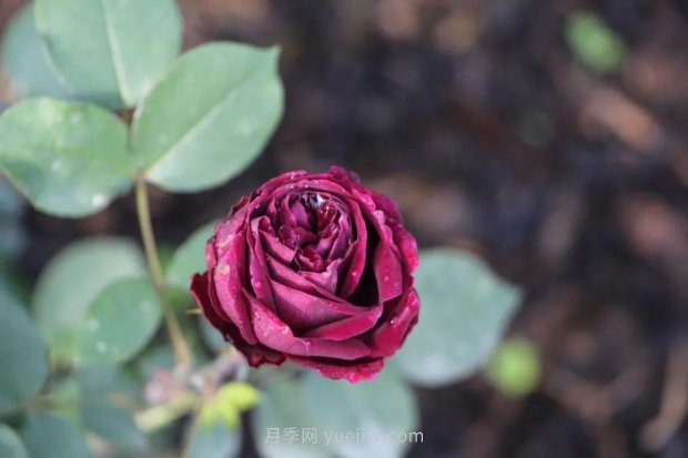 成都植物園也有月季園了，超美盛花期來啦(圖8)