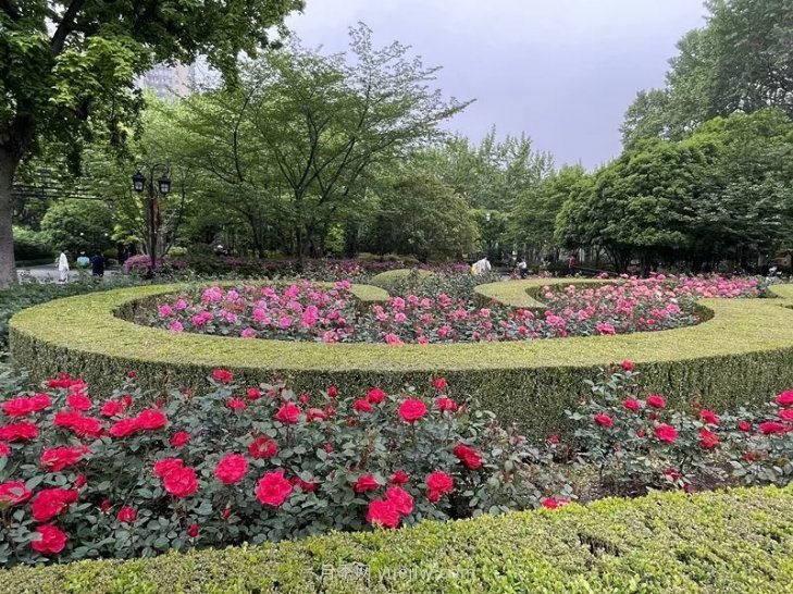 上海復(fù)興公園月季園，月季花開獻(xiàn)給市民的視覺盛宴(圖1)