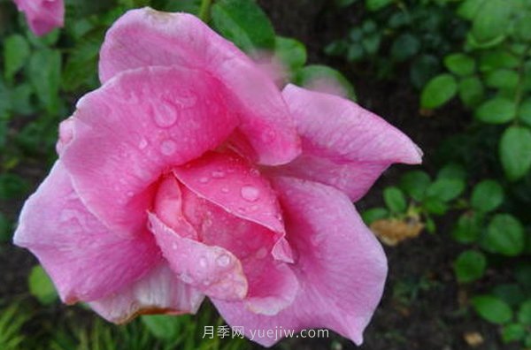 南陽月季花，長得好看，想養(yǎng)好要學(xué)會的小技巧(圖1)