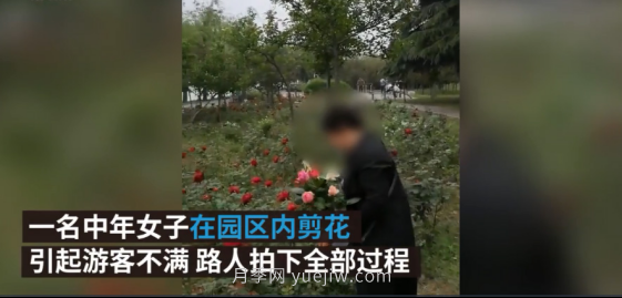 南陽月季“剪花姐”被處罰，罰款后保證以后再不犯(圖2)