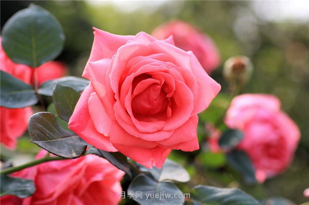 河南18市市花大全！月季居然同為8個(gè)市的市花(圖1)