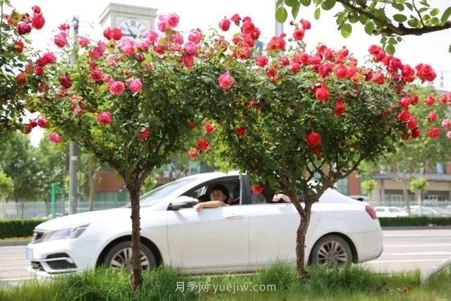 邢臺市花月季綻放！月季花城進入觀賞期(圖6)