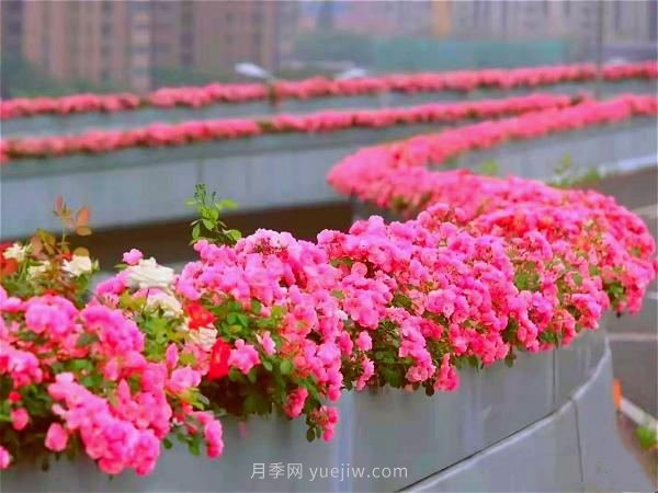 杭州有全國***美花路，大道兩旁開滿月季花，堵車都是享受(圖1)
