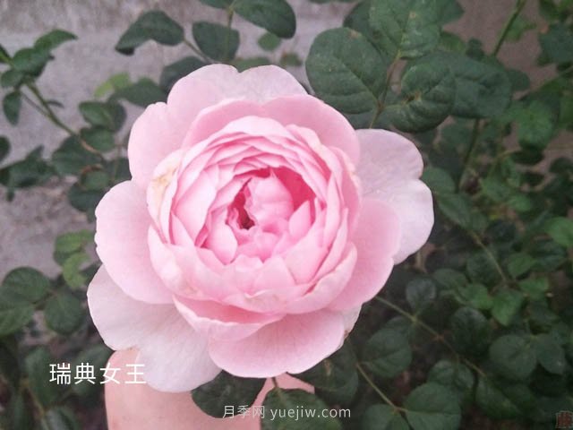 瑞典女王養(yǎng)護經驗分享(圖1)