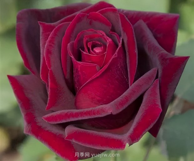 推薦16個(gè)世界上***受歡迎的月季品種，都獲得過榮譽(yù)(圖6)