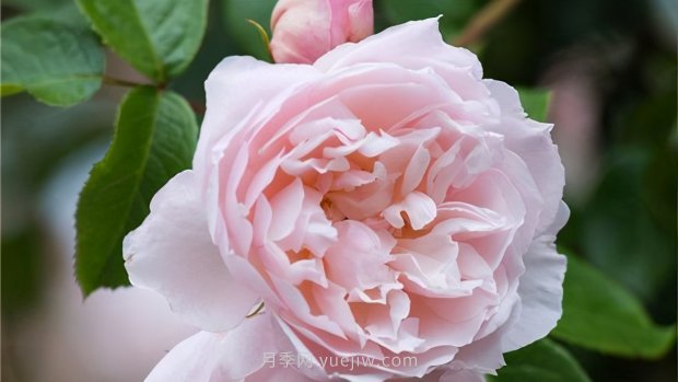 推薦9個花香濃郁的藤本月季品種，香飄滿院(圖6)