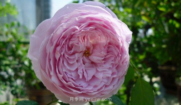 推薦9個花香濃郁的藤本月季品種，香飄滿院(圖8)