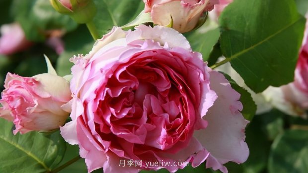 推薦9個花香濃郁的藤本月季品種，香飄滿院(圖4)