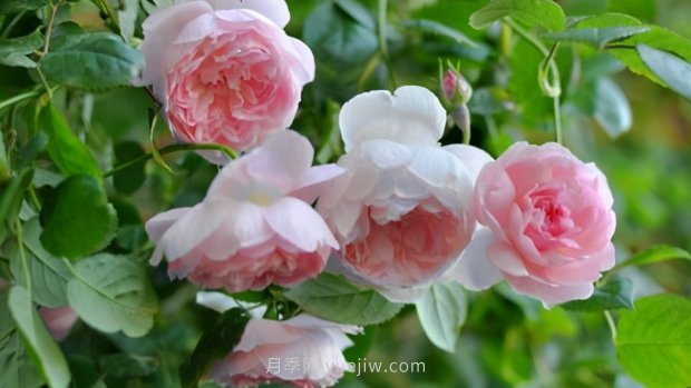 推薦9個花香濃郁的藤本月季品種，香飄滿院(圖9)