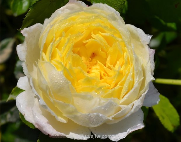 推薦9個花香濃郁的藤本月季品種，香飄滿院(圖1)