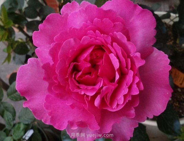 推薦9個花香濃郁的藤本月季品種，香飄滿院(圖7)