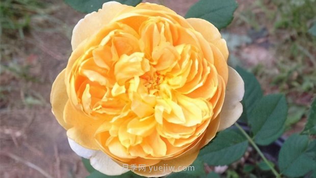推薦9個花香濃郁的藤本月季品種，香飄滿院(圖3)