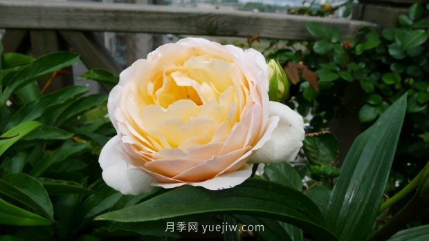 推薦9個花香濃郁的藤本月季品種，香飄滿院(圖5)