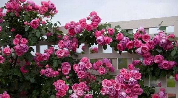 推薦9個花香濃郁的藤本月季品種，香飄滿院(圖10)