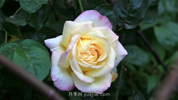 南昌濱江月季園，帶你去看天下風(fēng)流的江西月季花(圖5)