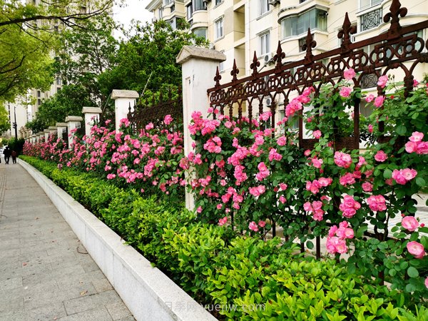 百個(gè)景點(diǎn)、百條花道、百里花帶……未來幾月，上海繁花似錦(圖1)