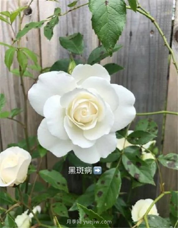 夏天來(lái)了，你的月季也黃葉了嗎？(圖3)