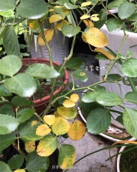 夏天來(lái)了，你的月季也黃葉了嗎？(圖1)