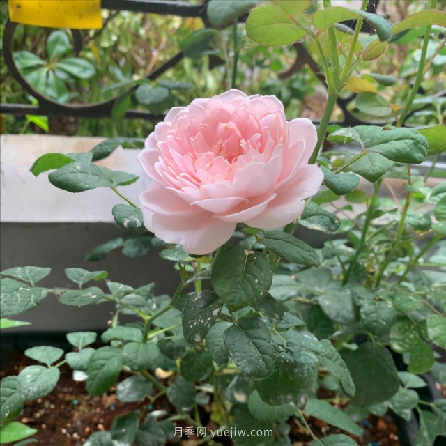 月季總是不開花，幾個養(yǎng)護要素做到位，開花不斷(圖2)