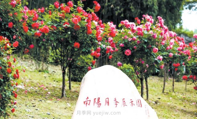南陽月季變身武漢網(wǎng)紅，花中皇后香飄大江南北(圖2)