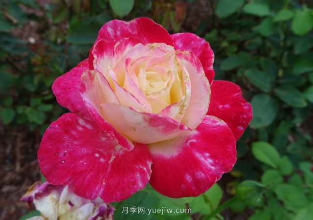 月季花的種類非常多，哪一種月季花好養(yǎng)活？推薦5個(gè)品種(圖1)