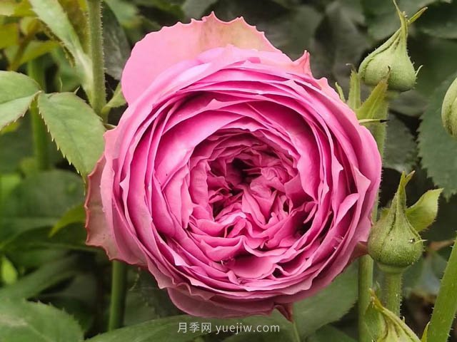 夏天月季病蟲害頻發(fā)，防治辦法分享(圖1)