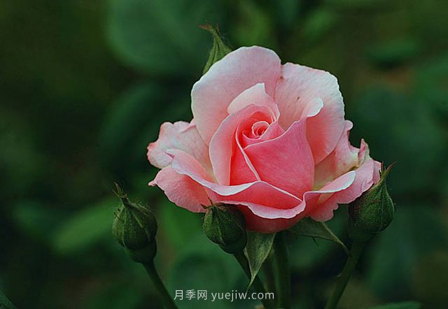 月季花需要在什么時候扦插？扦插的辦法有哪些？(圖1)