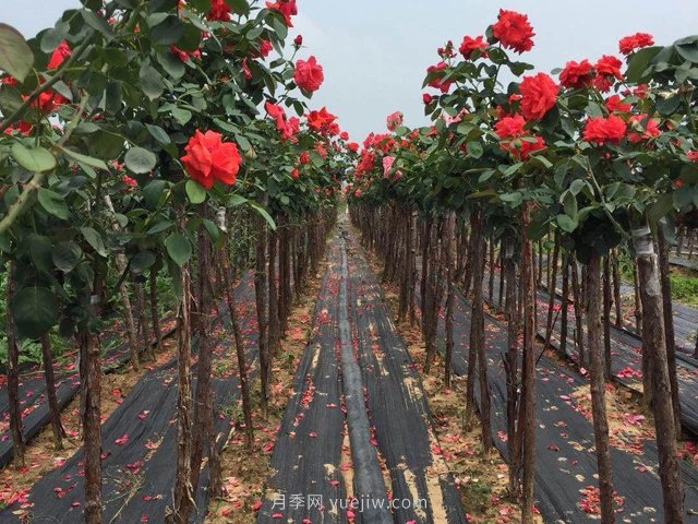 樹狀月季花為什么會(huì)長蚜蟲？解決方法有哪些？(圖1)