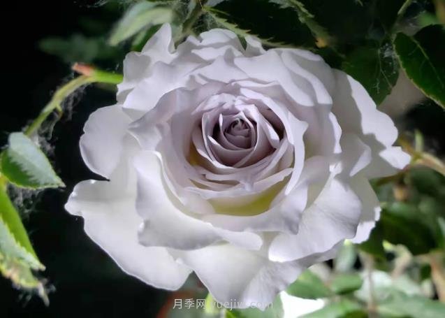 加百列大天使月季，優(yōu)點(diǎn)多缺點(diǎn)也多的日本月季(圖1)