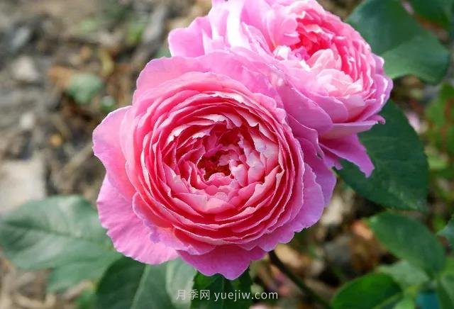 夏季月季如何保持開(kāi)花？除了澆水，還需做好3件事(圖1)