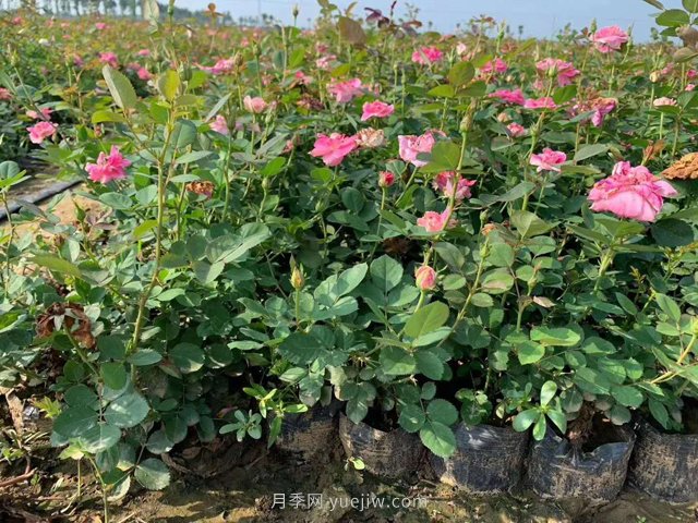 盆栽月季月月開花五個(gè)因素和養(yǎng)護(hù)修剪原則(圖1)