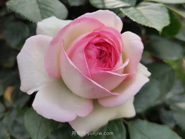 月季花的種類非常多，哪一種月季花好養(yǎng)活？推薦5個(gè)品種(圖2)