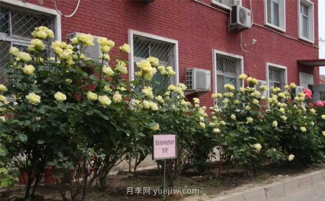 中國農(nóng)業(yè)科學院自育月季品種競相開放扮靚院區(qū)(圖4)