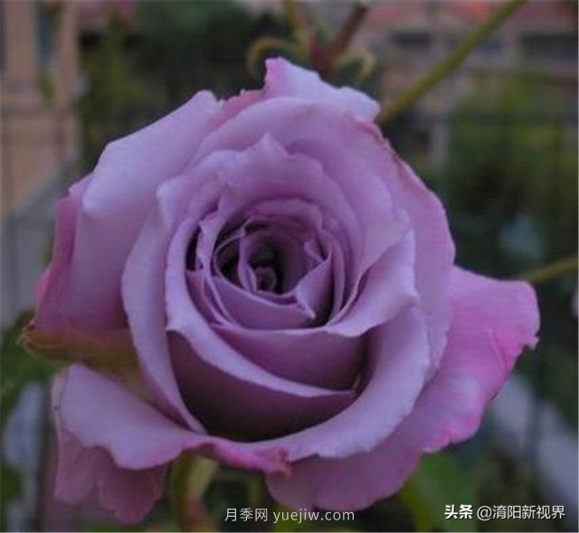 20種經(jīng)典月季品種，妝點南陽火熱的夏季(圖19)