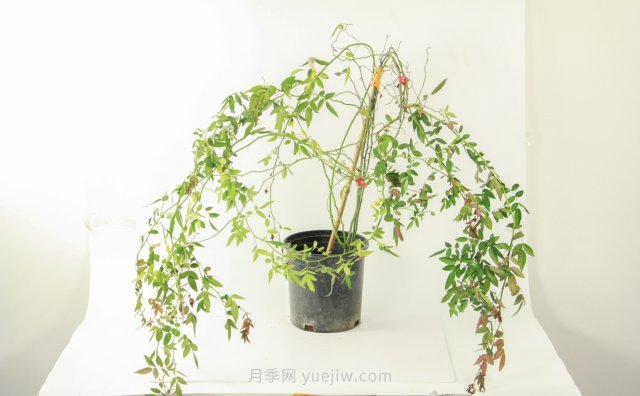 紅木香是什么花，耐寒可達零下20度(圖1)