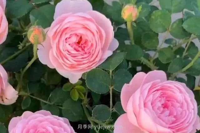 教你養(yǎng)好月季的3大配土大招，花開不斷(圖1)