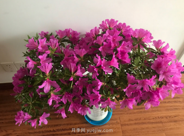 5種公認的必死花卉，實在是太難養(yǎng)了(圖1)