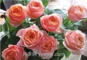 推薦花友必養(yǎng)的5大藤本月季和5大灌木月季品種，花美好養(yǎng)(圖10)