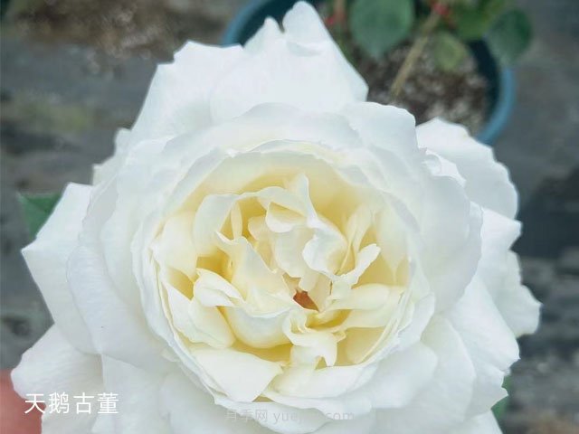 推薦9大白色系月季品種，純凈潔白的花花世界(圖7)