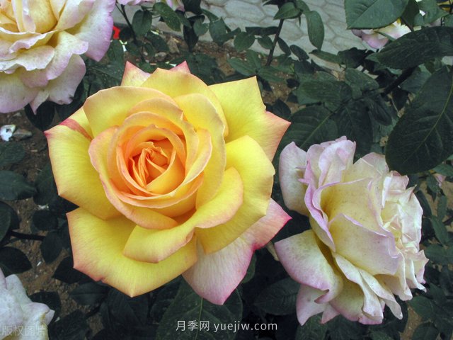 蚜蟲紅蜘蛛介殼蟲，月季花木三大害的處治方法(圖1)