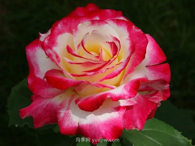 全世界每一個(gè)月季品種園里，都會(huì)有一種和平月季寧?kù)o祥和地盛開(圖9)