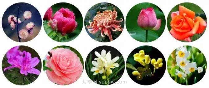 中國有哪十大名花，驚艷世界！(圖1)