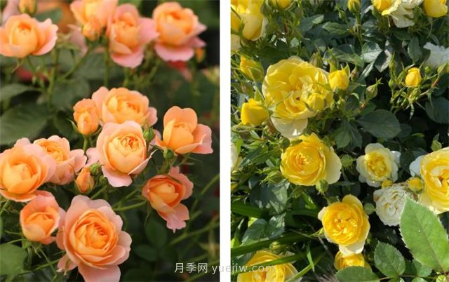 月季突然換了臉？不用擔(dān)心，是芽變啦！(圖4)