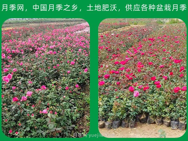 訂單農(nóng)業(yè)讓農(nóng)產(chǎn)品不愁銷，優(yōu)勢(shì)是什么？(圖1)