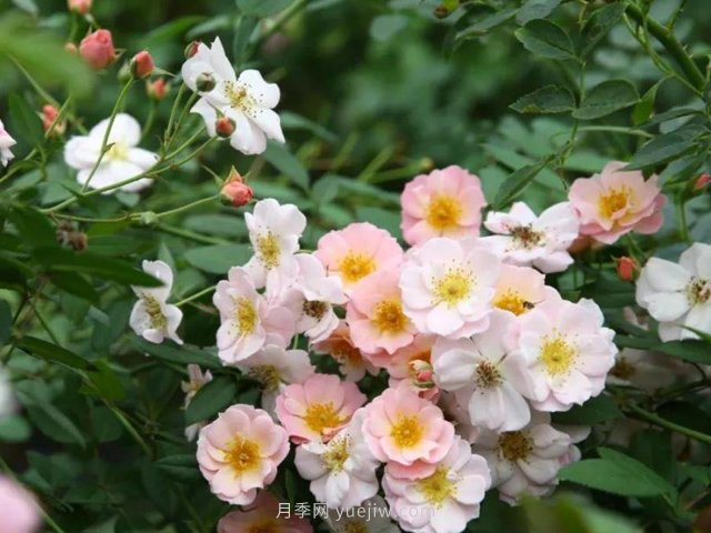 養(yǎng)賣花姑娘月季，花朵粉嫩可愛，留一個美麗(圖1)
