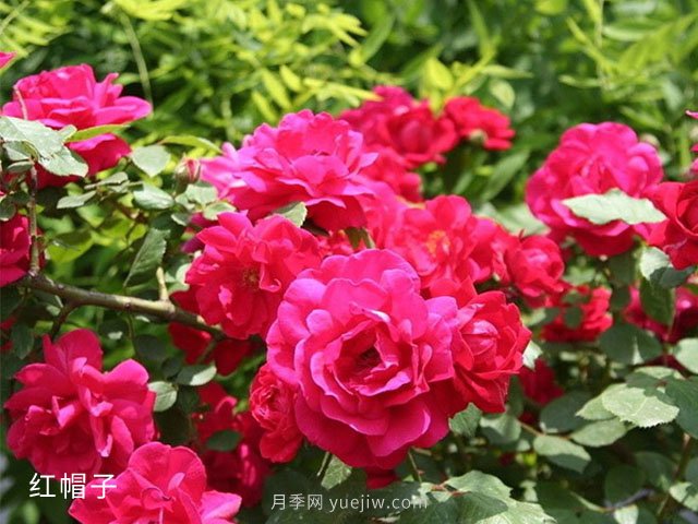 什么情況下可以占用永久基本農(nóng)田？補(bǔ)劃有什么要求？(圖1)