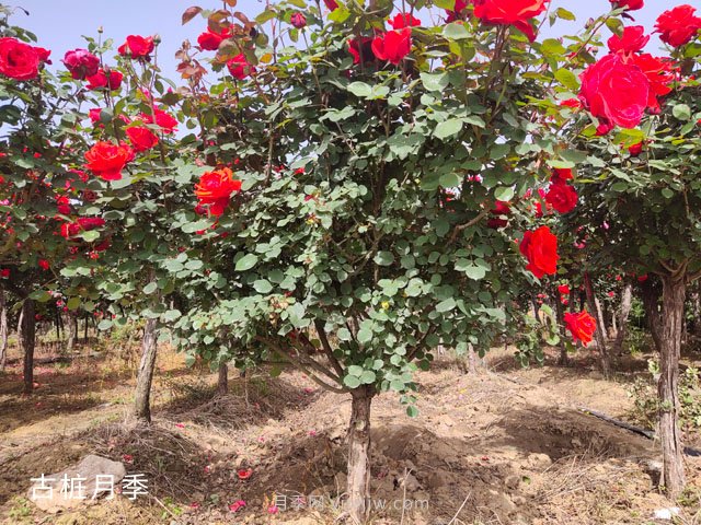 怎樣種植月季花？月季花種植具體步驟和注意事項(xiàng)(圖1)