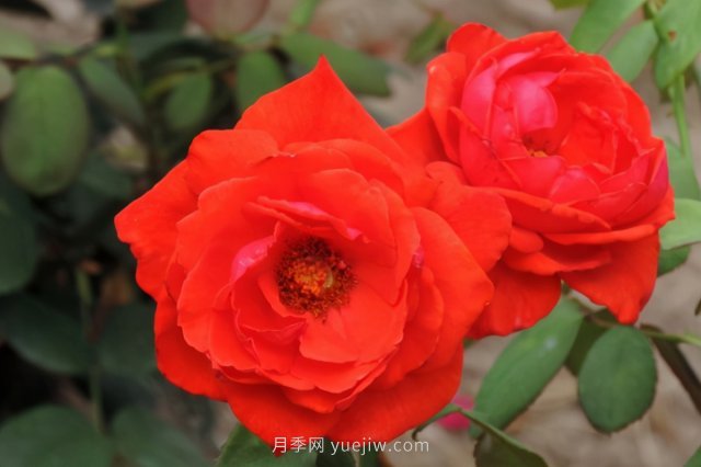 炎炎夏日有花香，推薦四款比較香的月季(圖3)