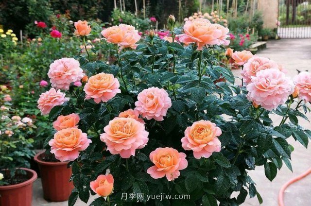 陽(yáng)臺(tái)養(yǎng)月季果汁陽(yáng)臺(tái)是首選，5大優(yōu)點(diǎn)告訴你(圖2)