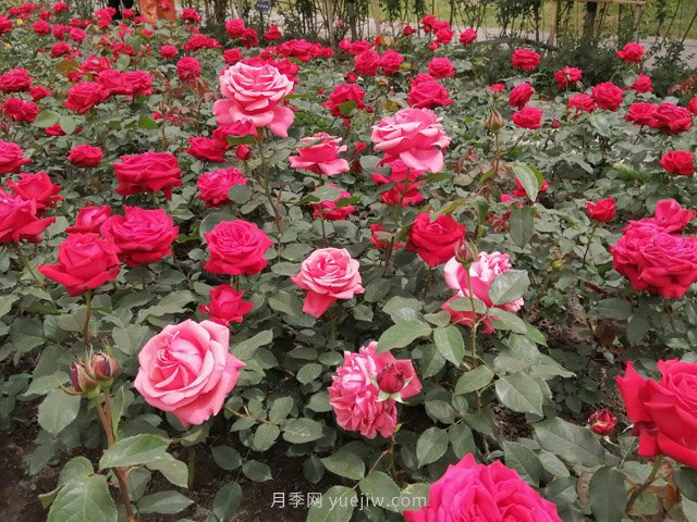 月季花卉苗木的四季養(yǎng)護要點(圖1)